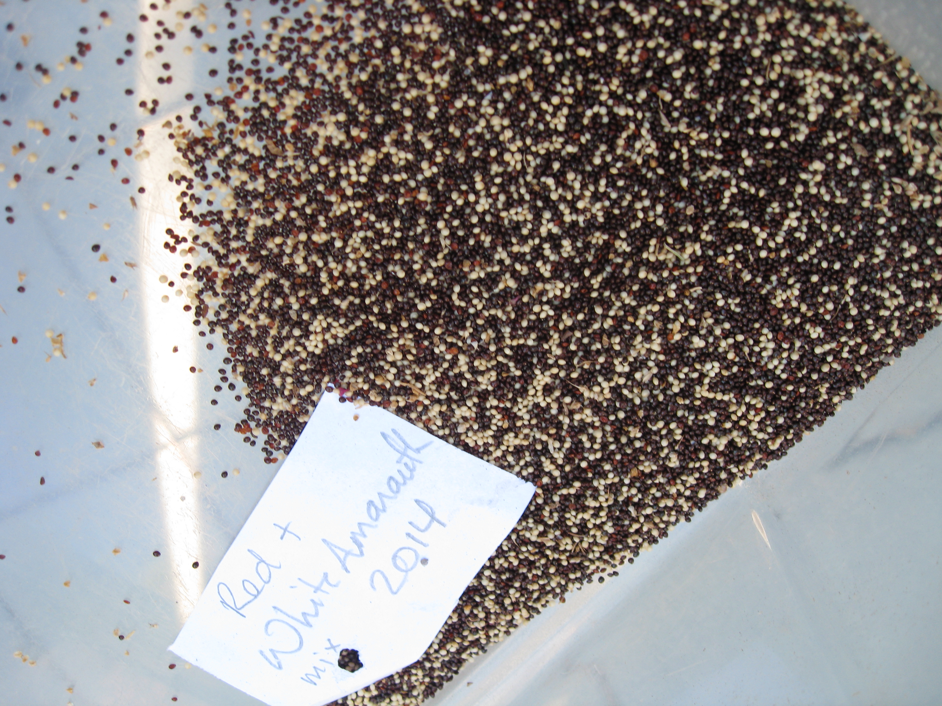 A cleaned mix of white and black amaranth seeds
