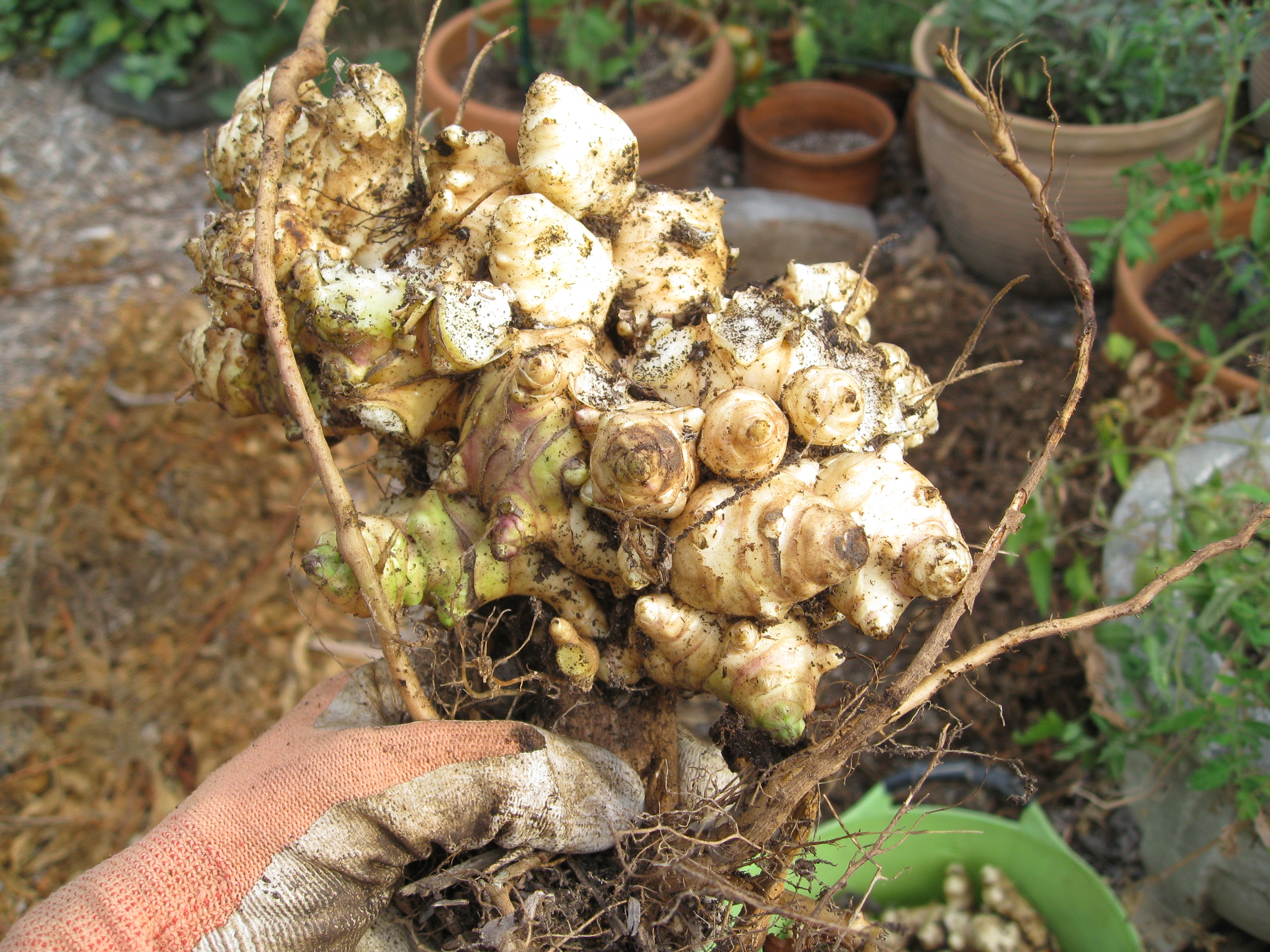 The base of the stem holds a cluster of sunchokes.