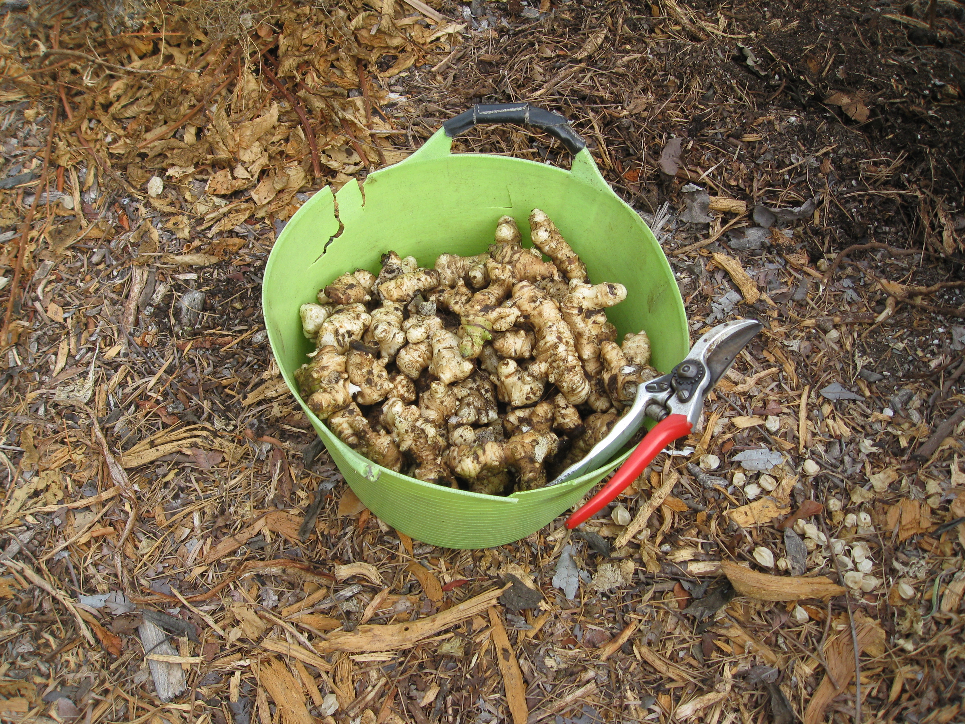 We filled a 3 gallon bucket with the good chokes.