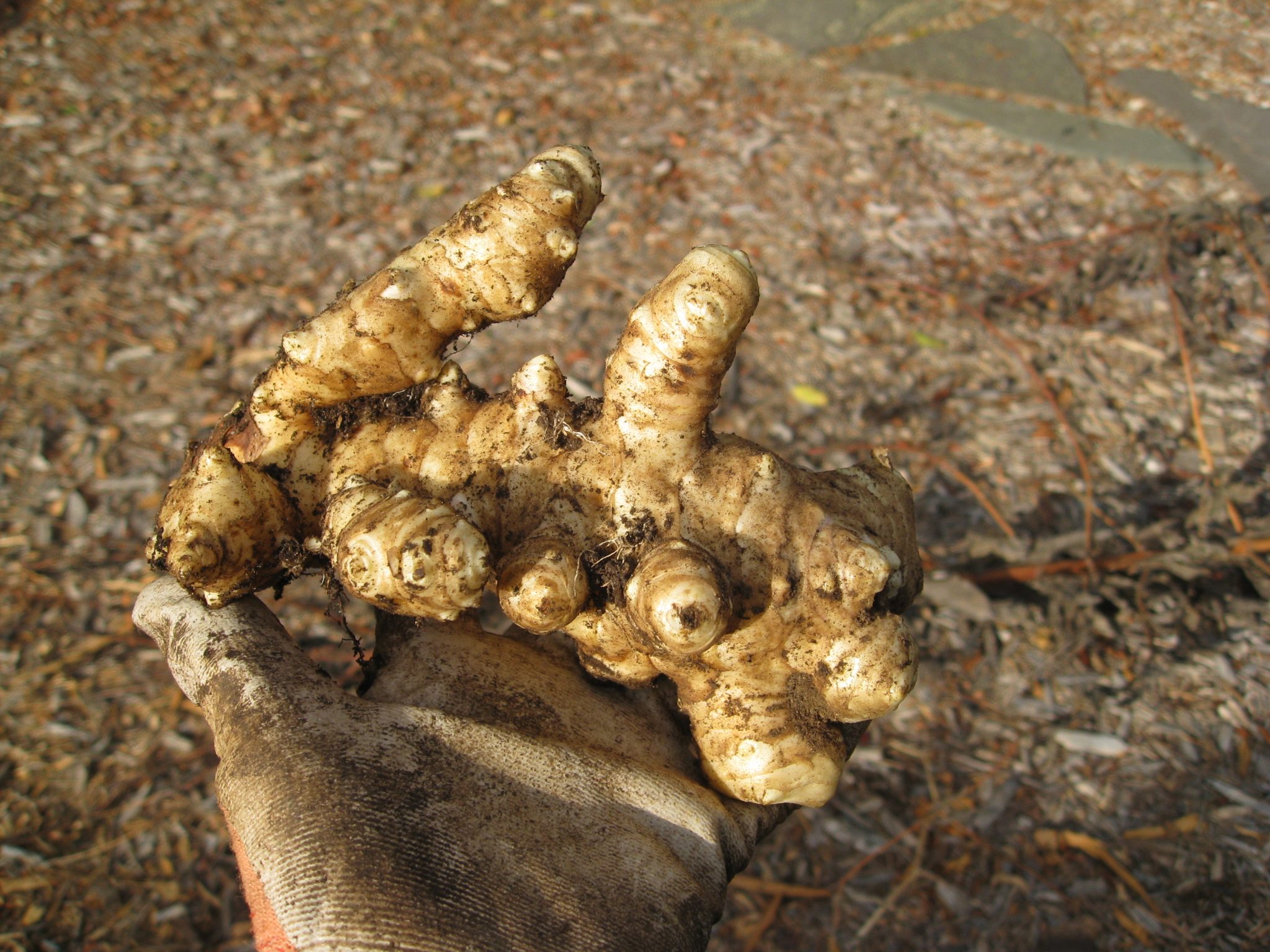 Harvesting Jerusalem Artichokes Gardenerd