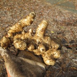 Harvesting Jerusalem Artichokes