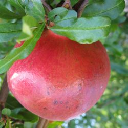 Field Trip: Arlington Gardens, Pasadena
