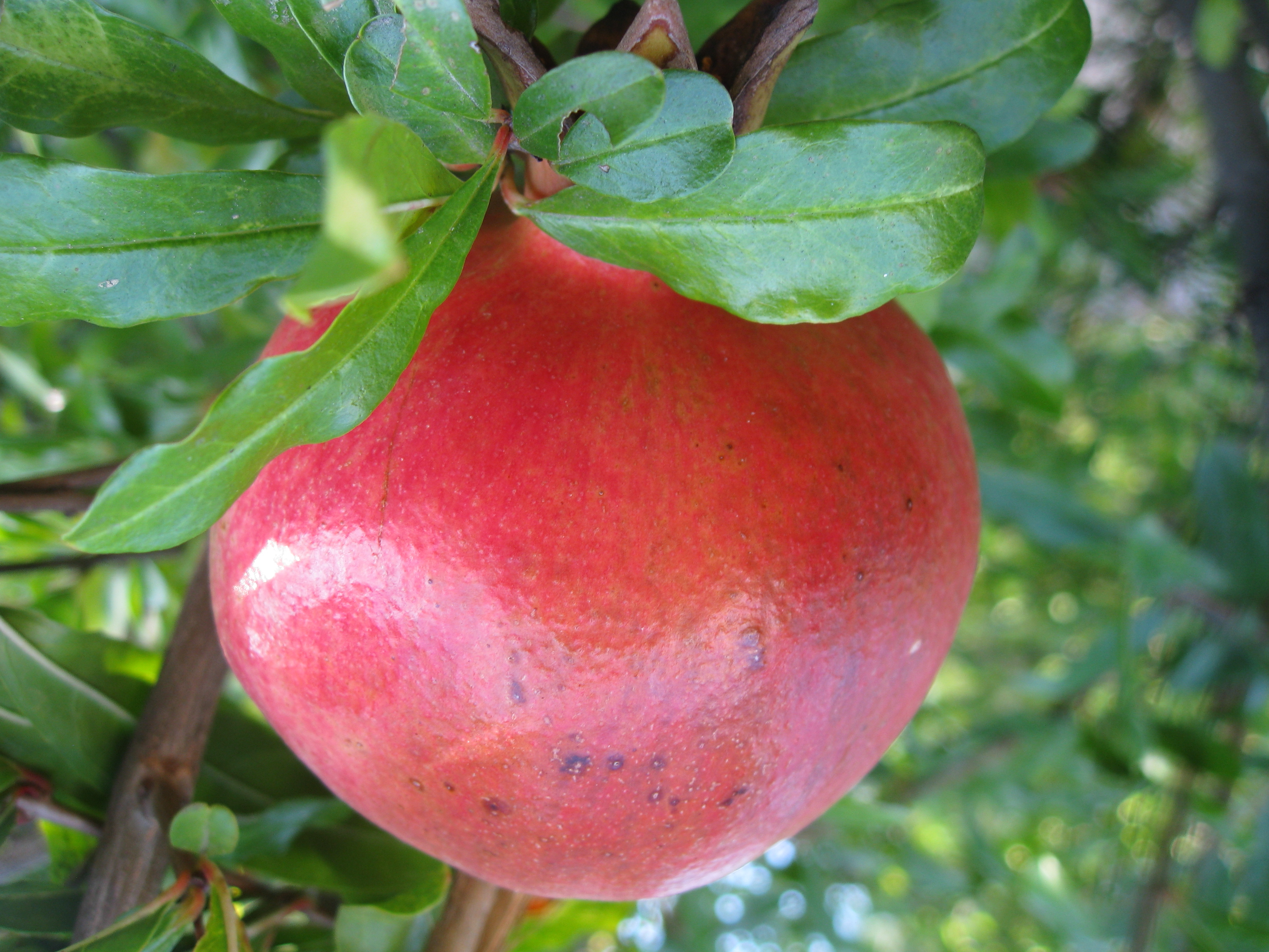 One of several Pomegranate trees on the property.