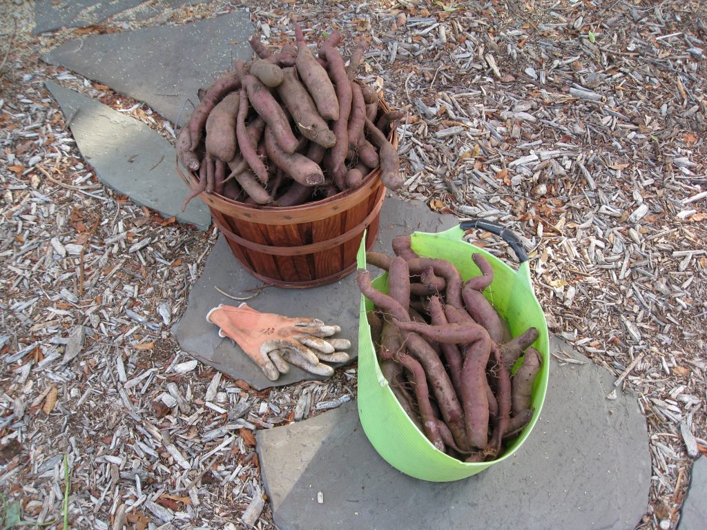 2 bushels of sweet potatoes came from the ground. All volunteers.