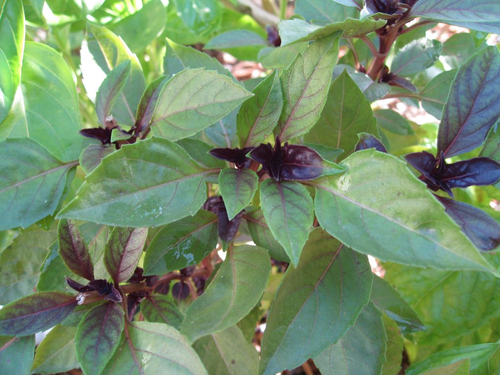 Purple Opal basil