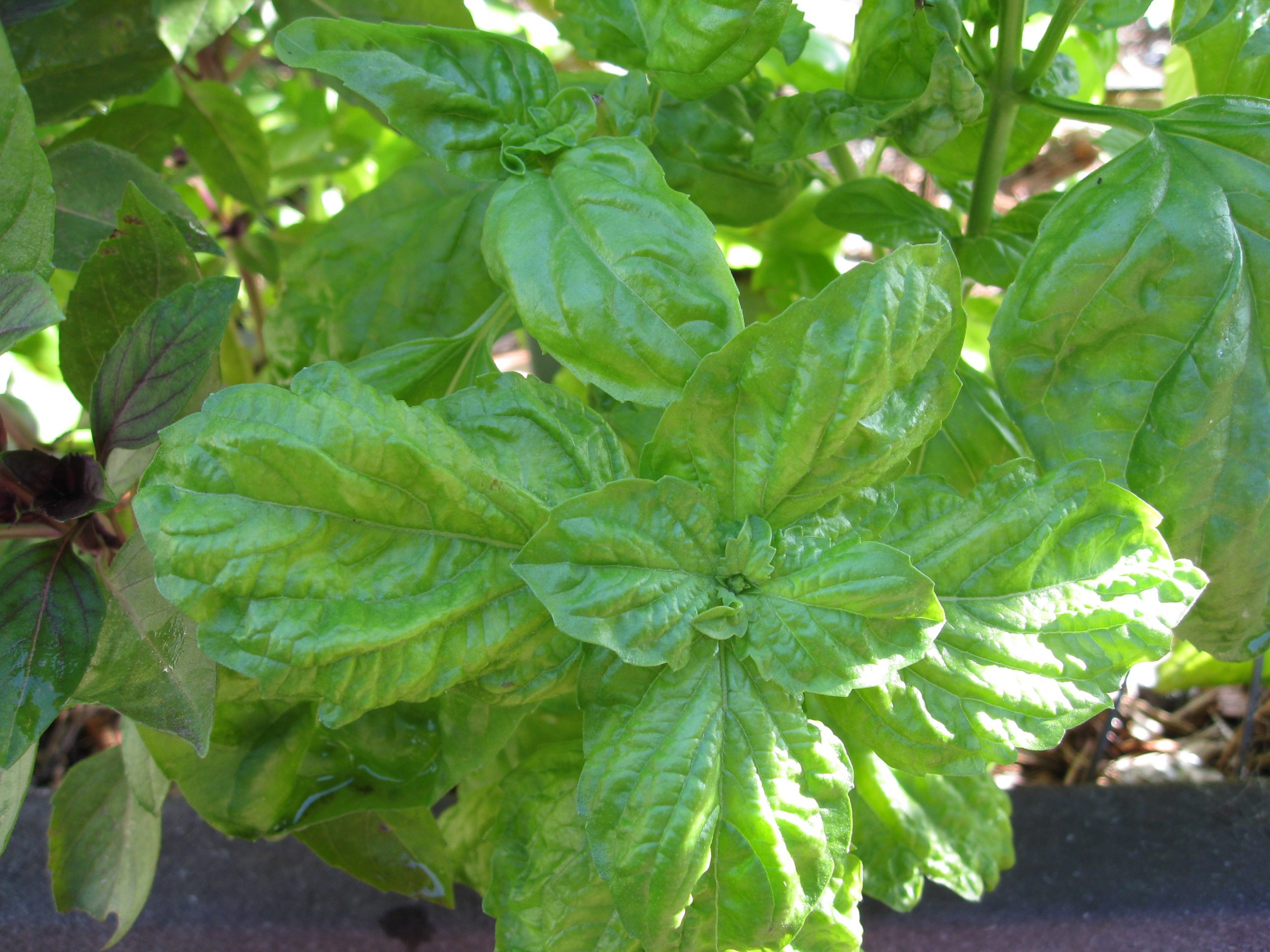 Salad Leaf Basil