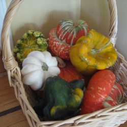 Wordless Wednesday: Harvest 2015