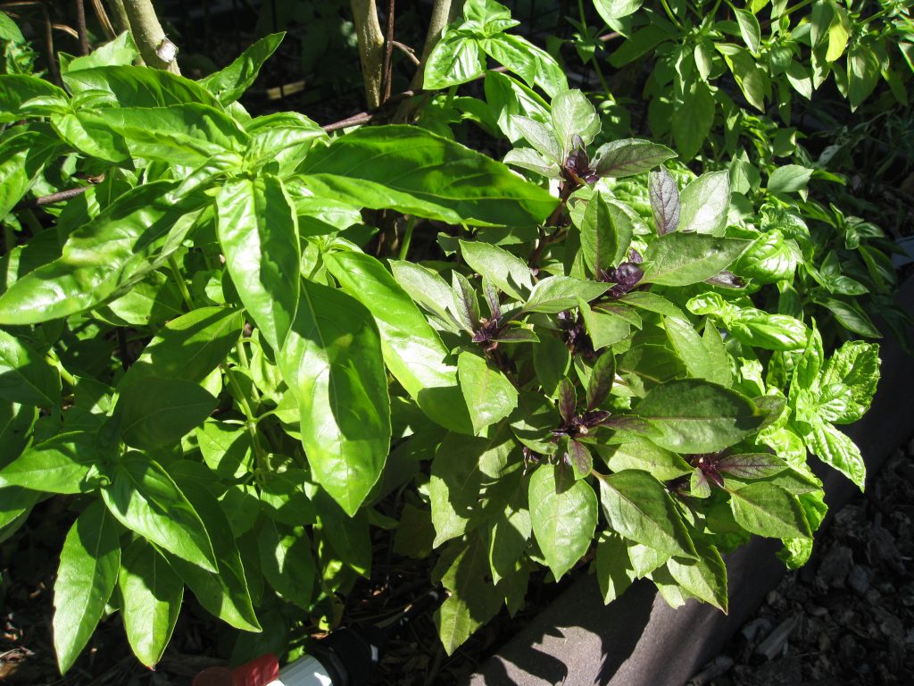 8 types of basil ready for picking.