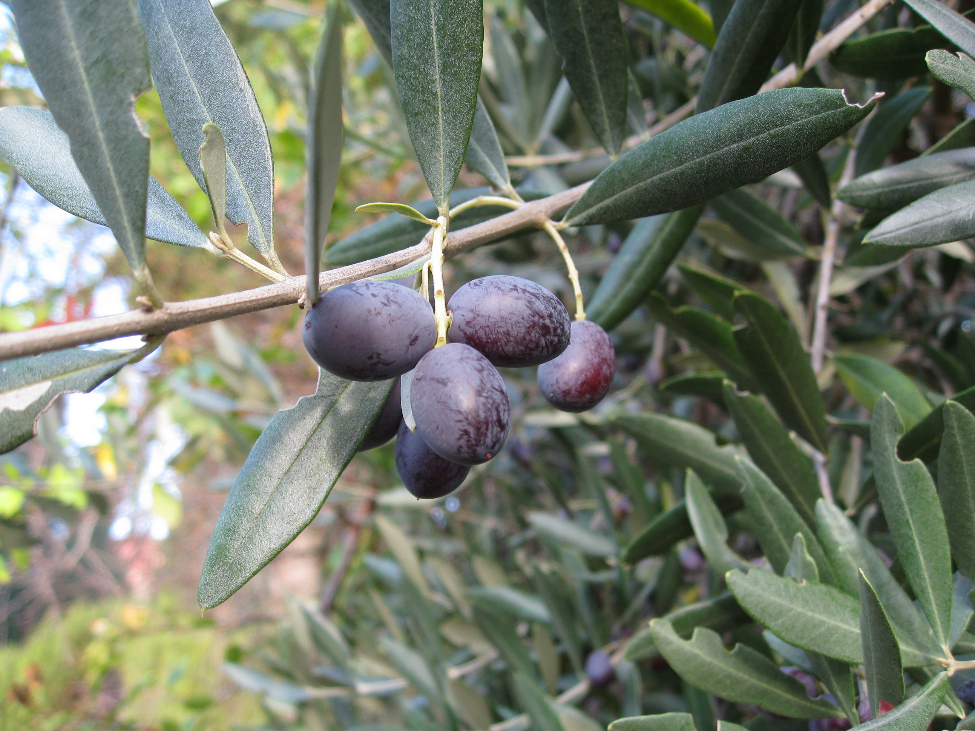 Fresh olives ready to be picked next week. 