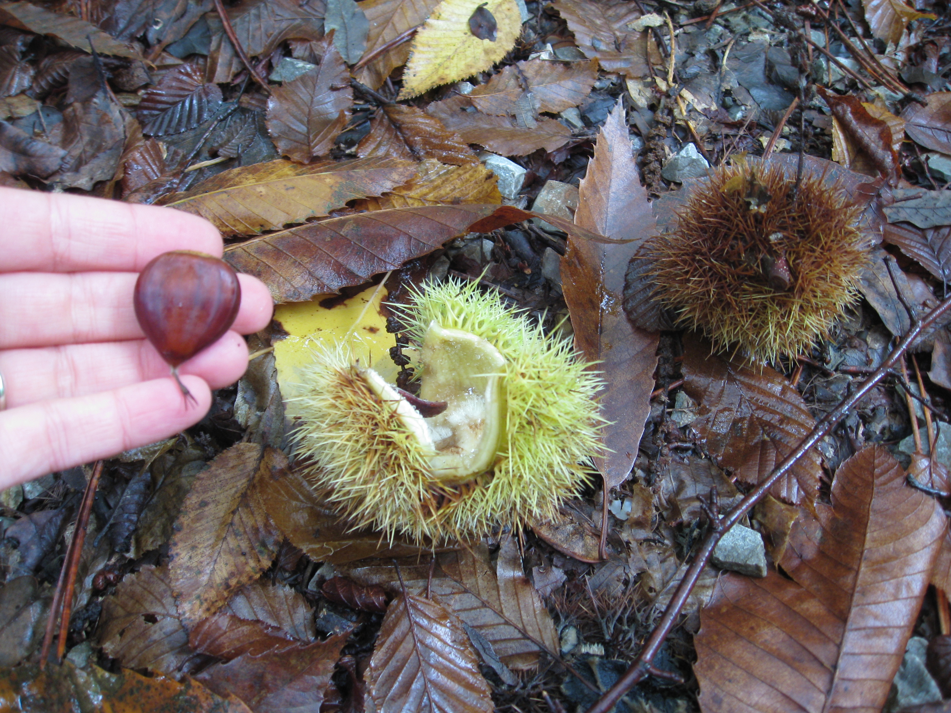 We might have smuggled a few home to eat, not grow. Our soil isn't acidic enough for chestnut trees.