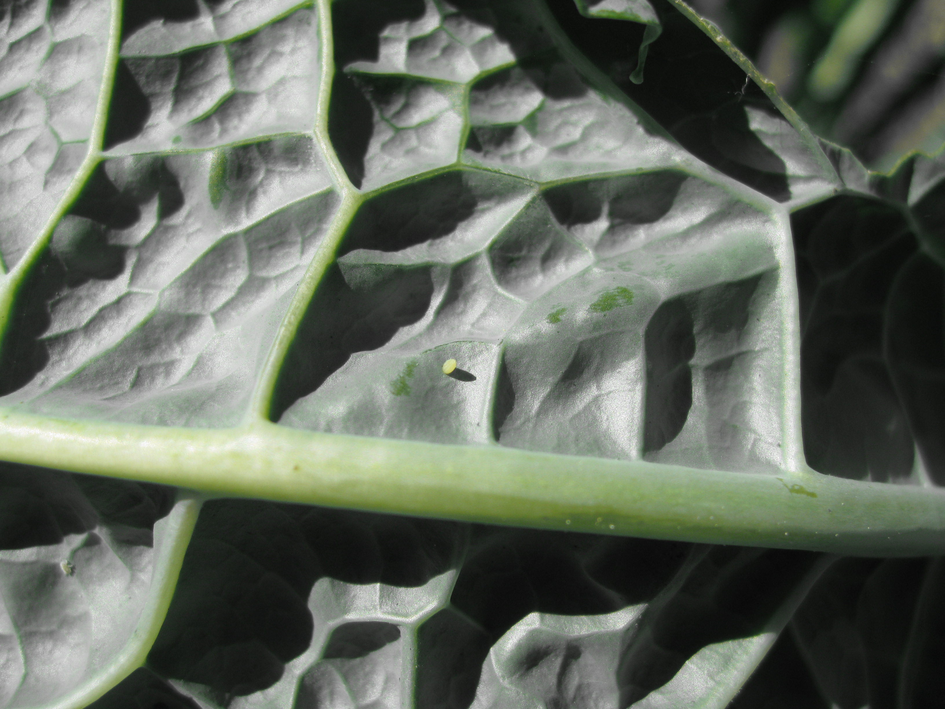 An unprotected kale plant has one tiny egg on the underside of the leaves. It's just a sign of more to come. 