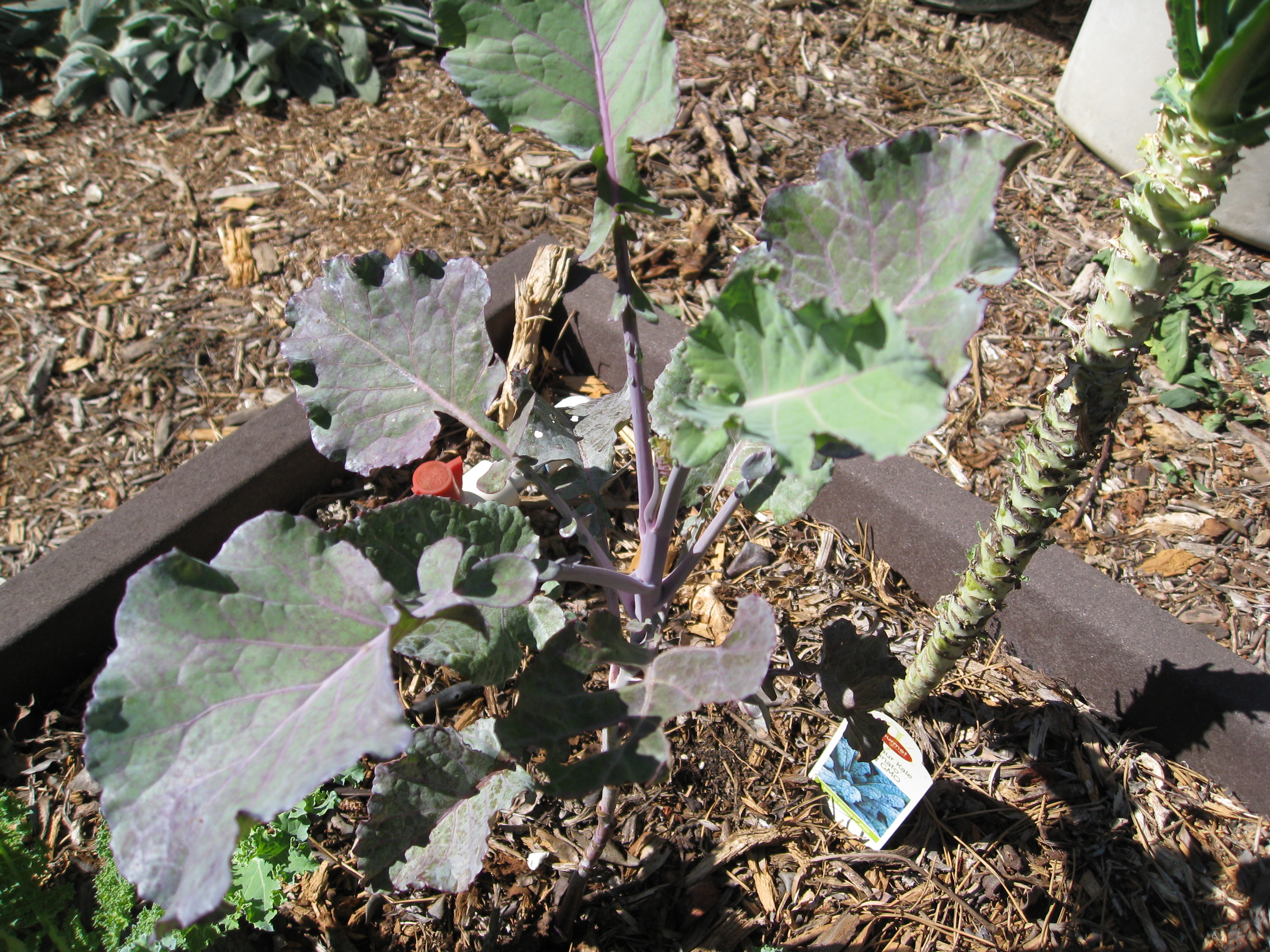 Tree kale from Bountiful Gardens, one of the wonderful perennial vegetables you can grow in your sustainable garden. 