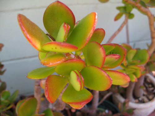 Read more about the article Ask Gardenerd: Winter Care for Succulents