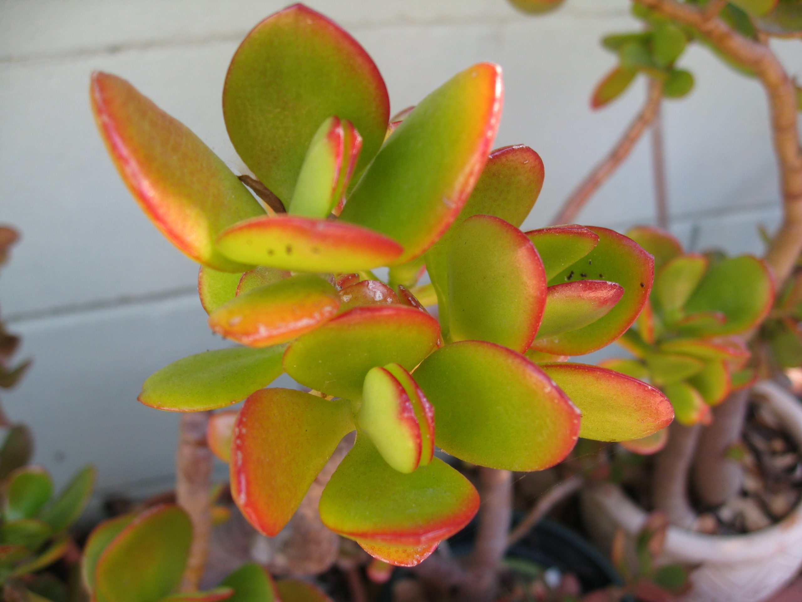 You are currently viewing Ask Gardenerd: Winter Care for Succulents