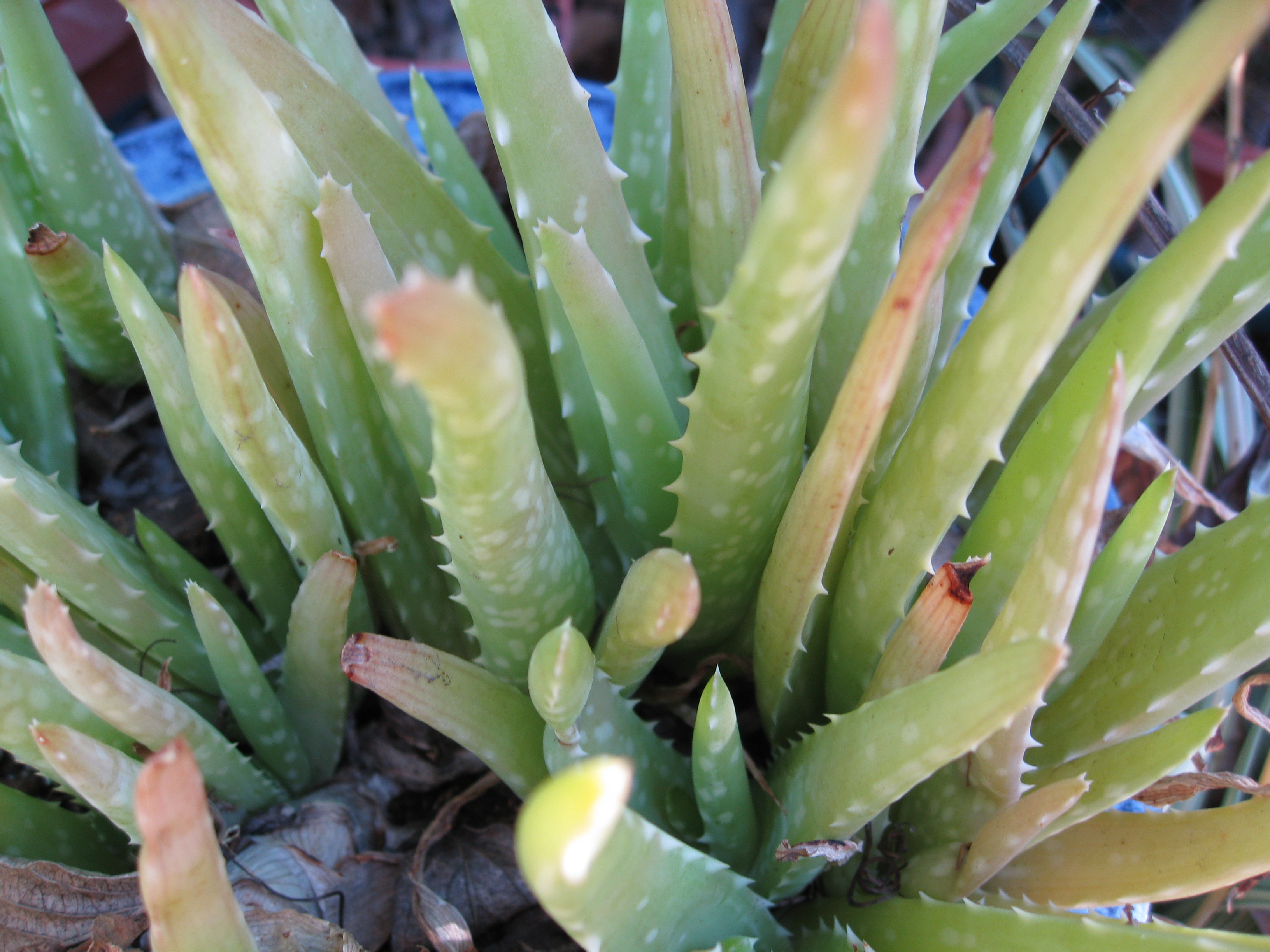 Aloe can come indoors for winter.