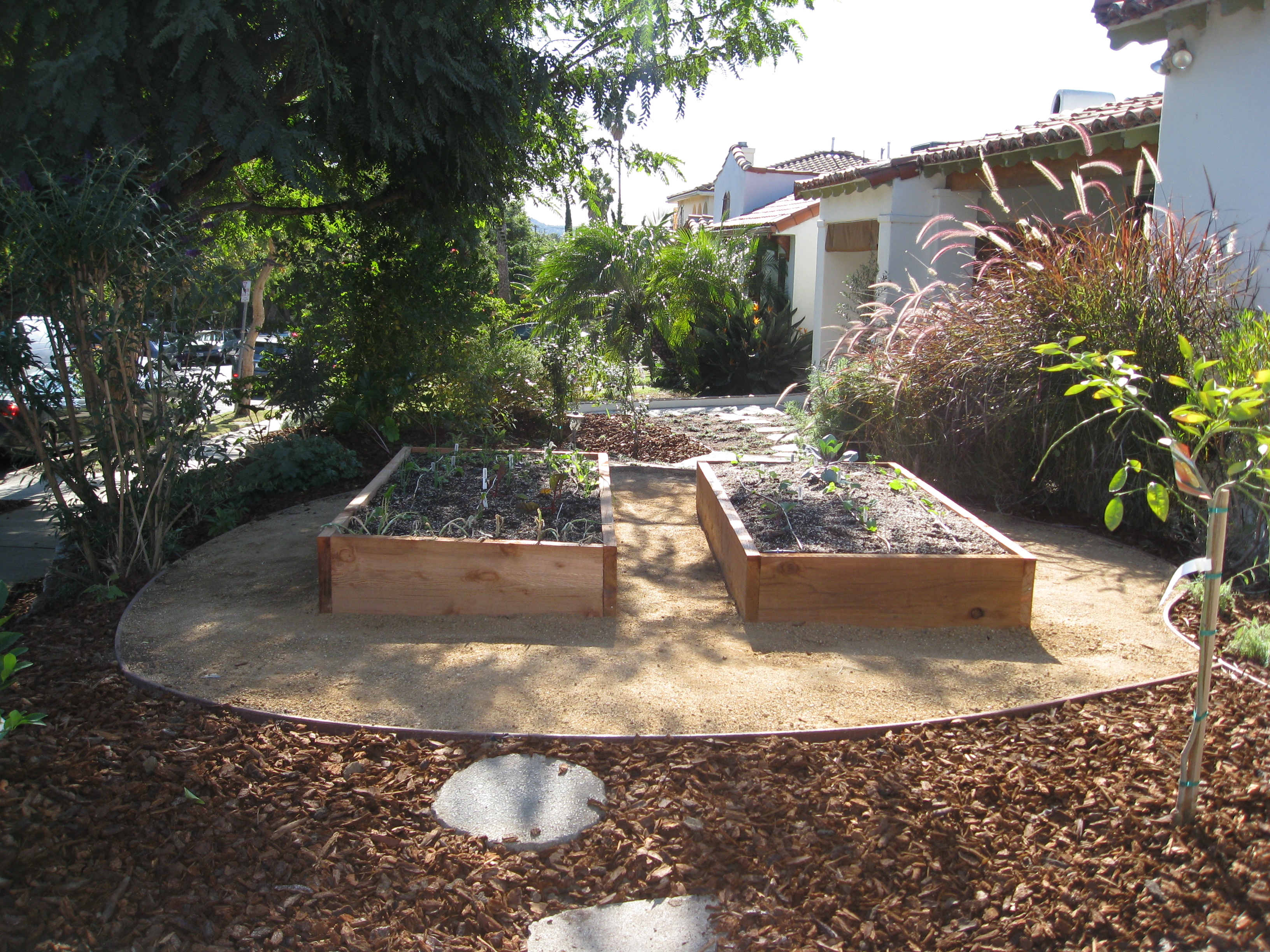 The new raised beds are still in a little bit of shade, but in the sunniest part of the yard. Surrounded by fruit trees and native plants. 