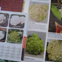 Ask Gardenerd: Big Cauliflower – No Head