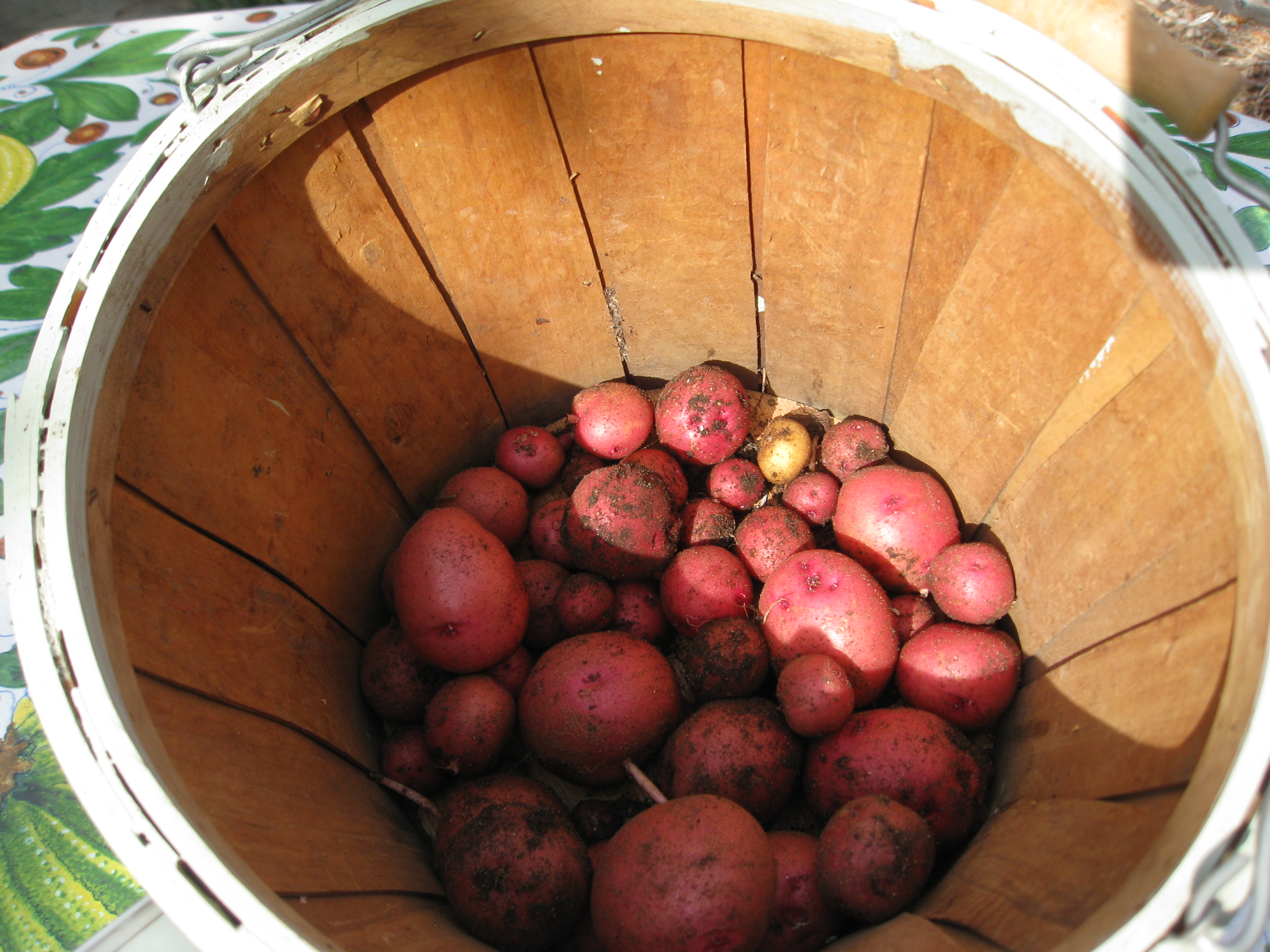 Sangre potatoes harvested in winter. Smaller than we'd like, but still tasty. 