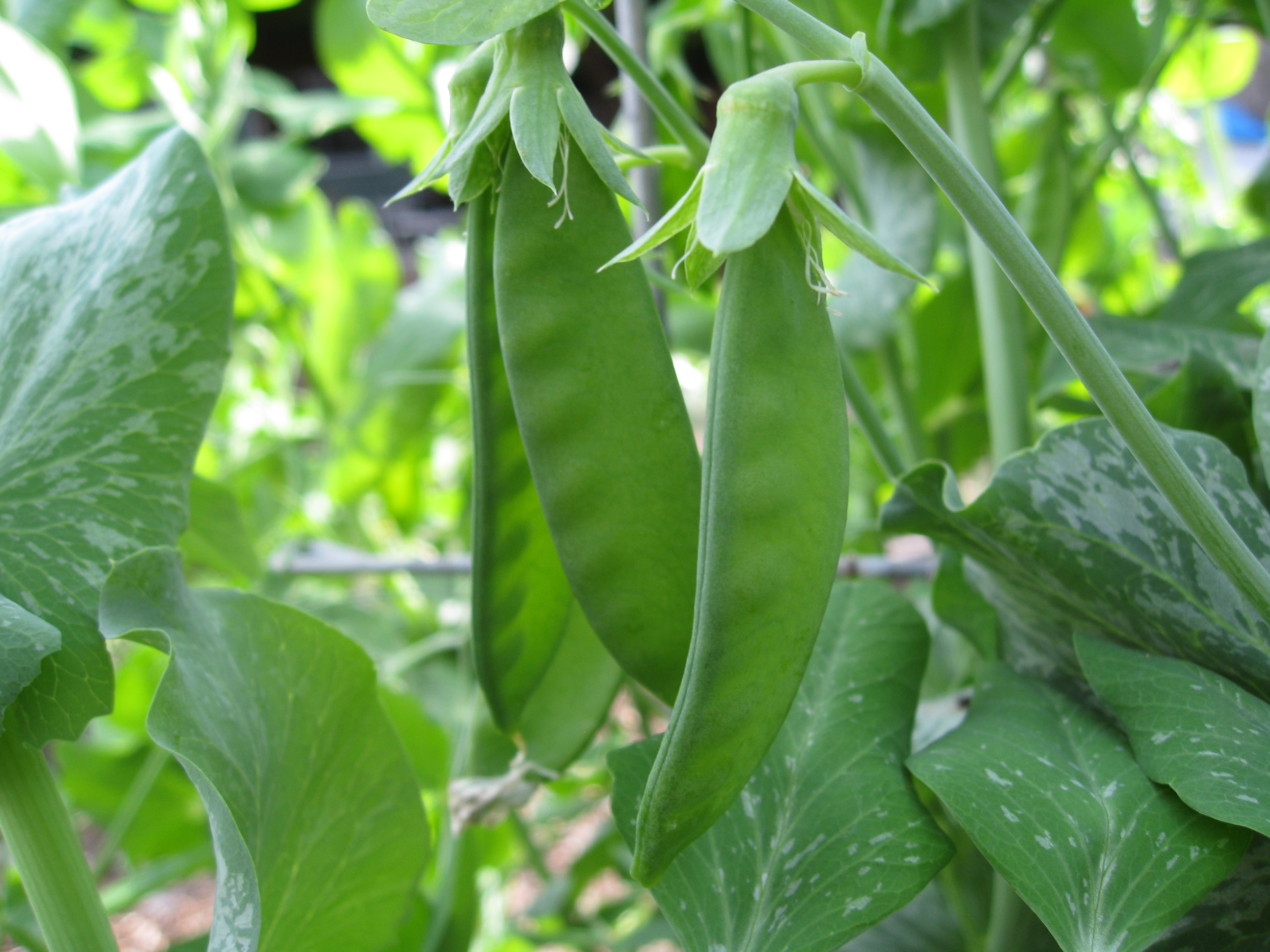 Snow peas fruit first, ahead of sugar snaps in the winter garden.