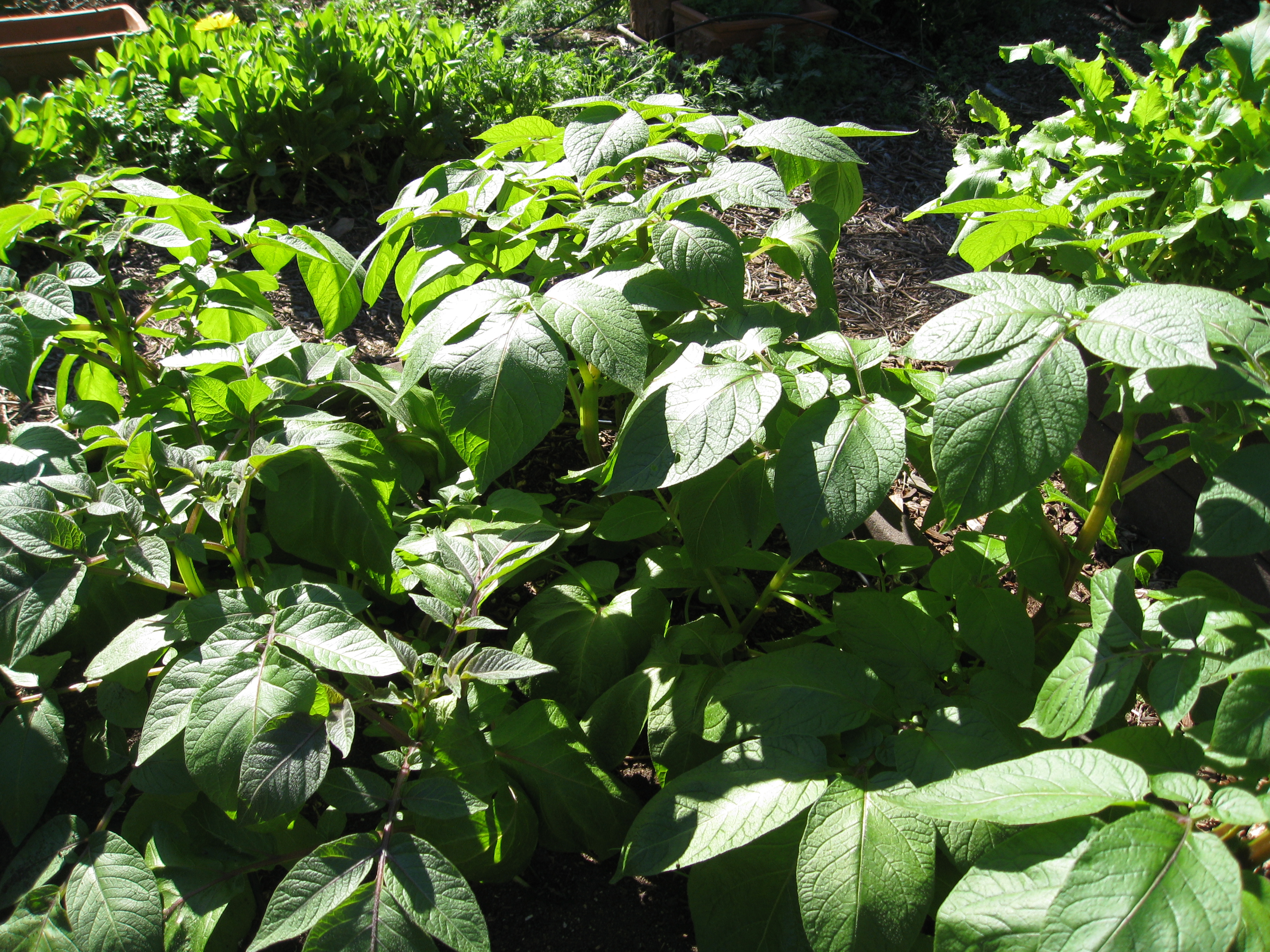 Potatoes grow year-round in warm-winter climates.