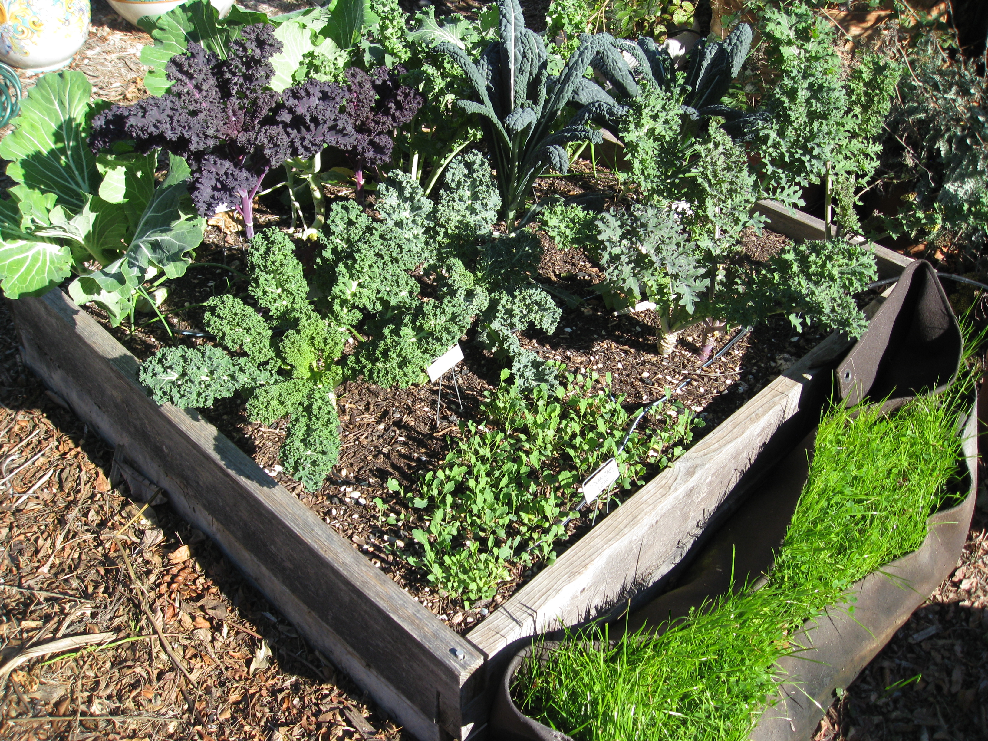 8 types of kale growing happily in the winter garden.