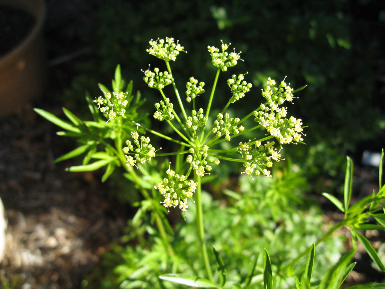 Parsley bolting Gardenerd