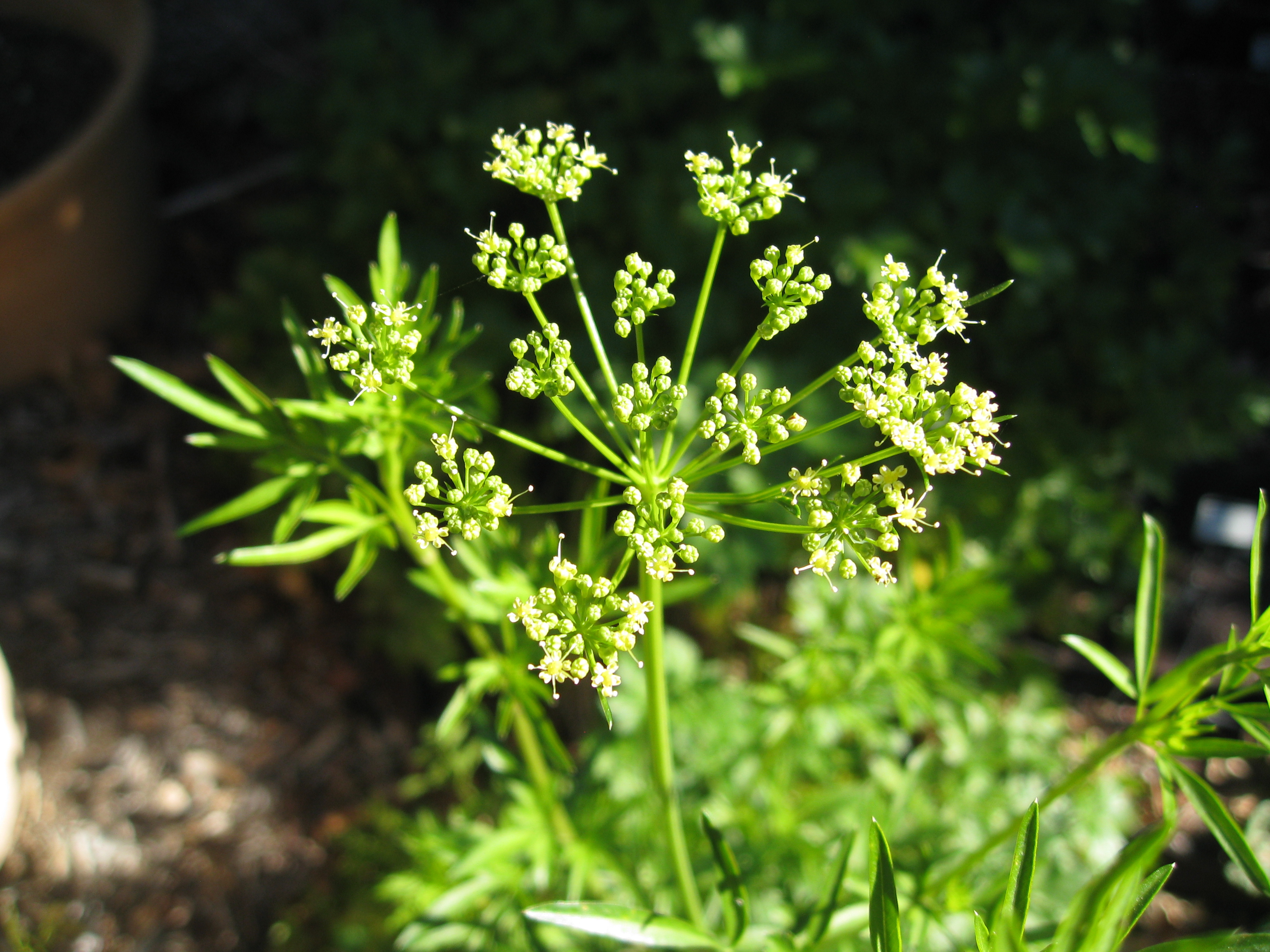 Parsley from summer bolts to seed.