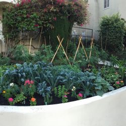 Urban Gardening Class with Gardenerd & TEA