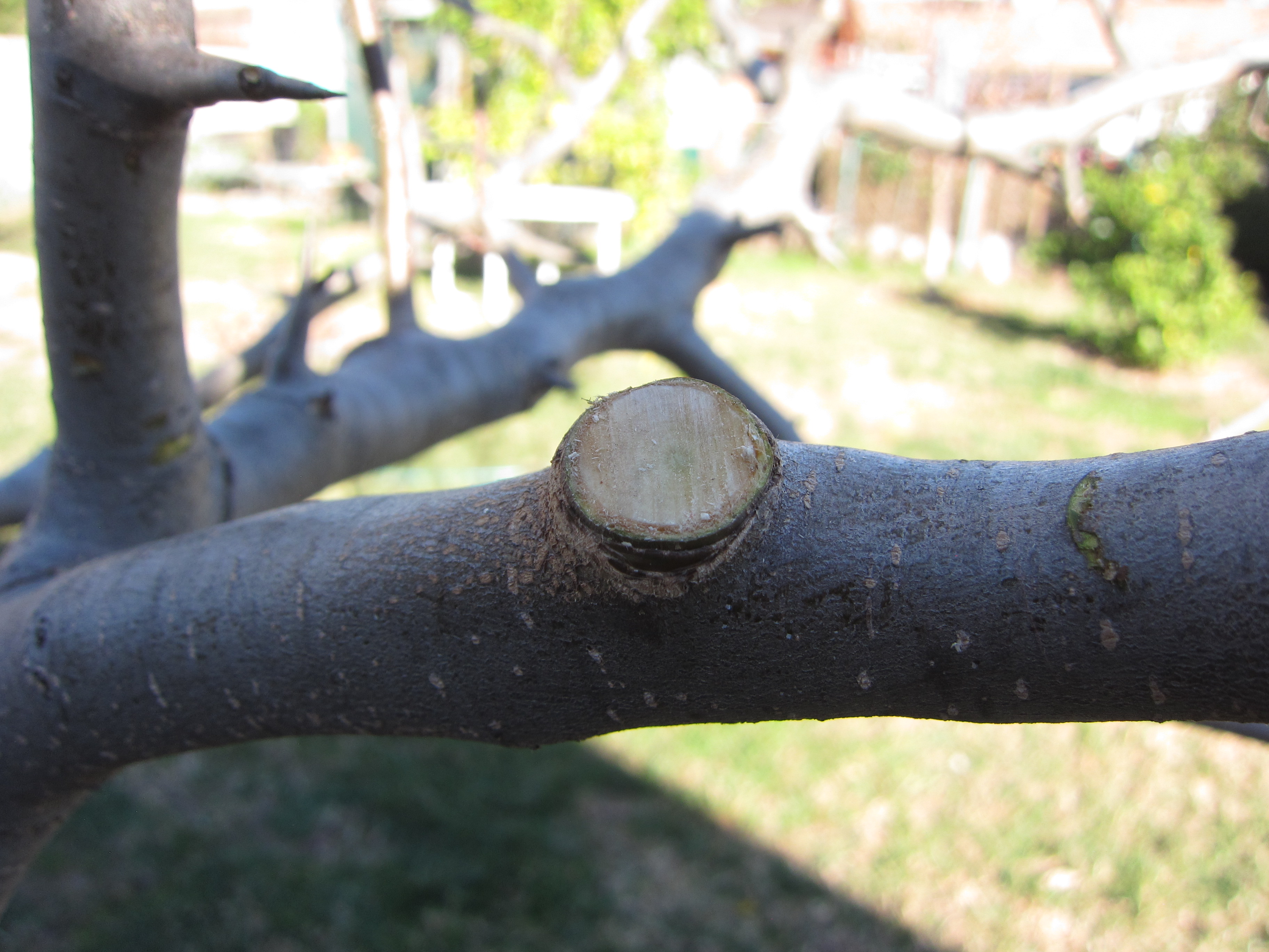 Make good cuts, above the branch bark ridge and branch collar. 