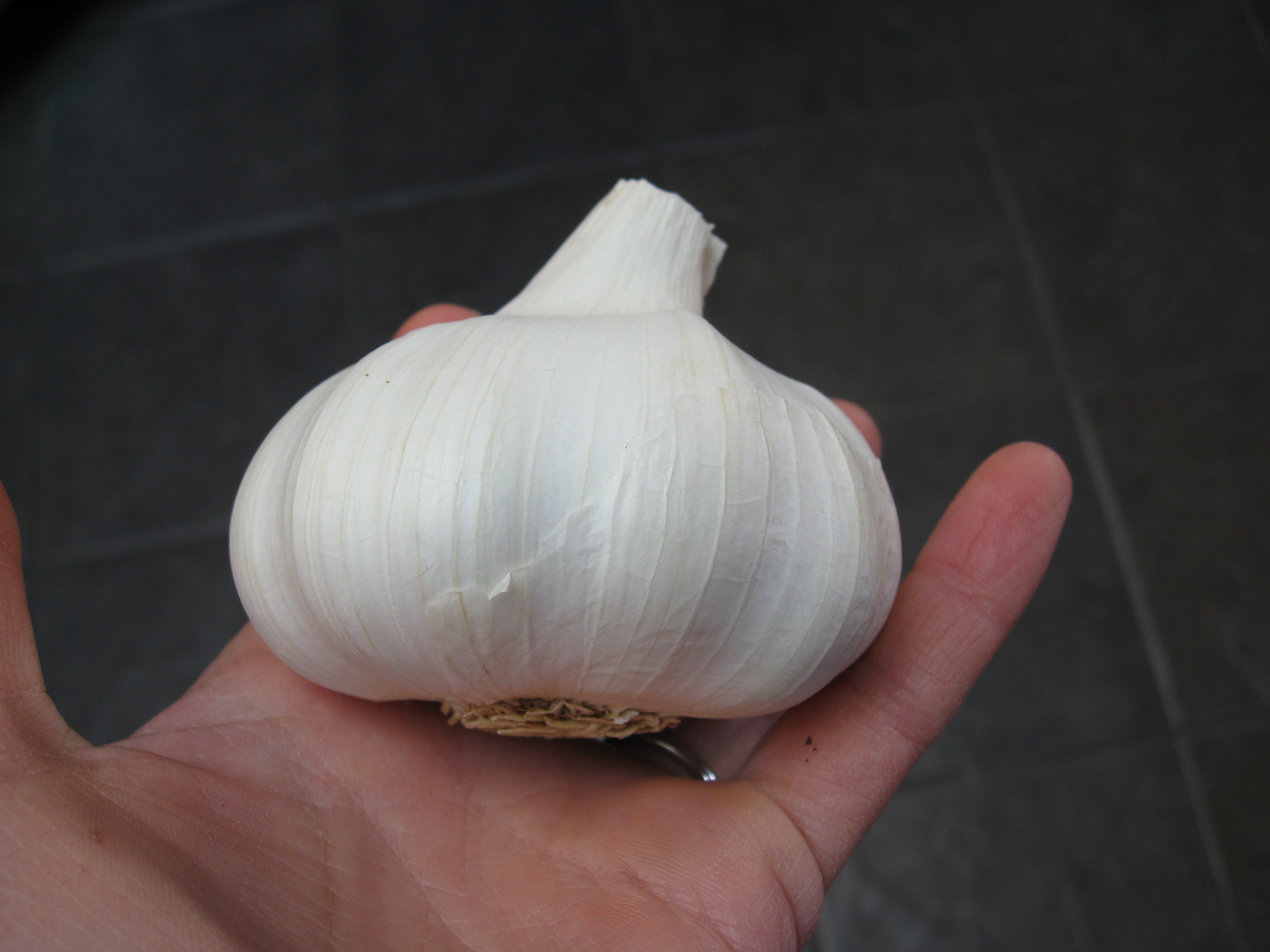 Start with a bulb of garlic that hasn't been sprayed to retard sprouting.