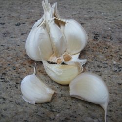 Growing Garlic