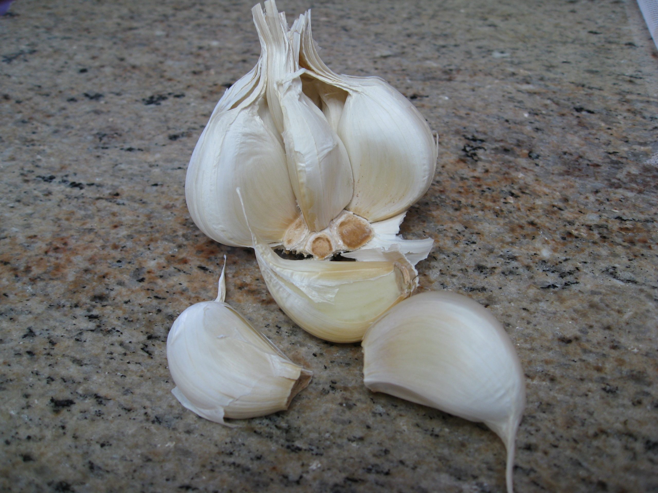You are currently viewing Growing Garlic