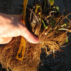 Planting Bare Root Strawberries