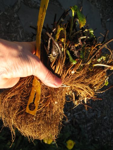 Read more about the article Planting Bare Root Strawberries