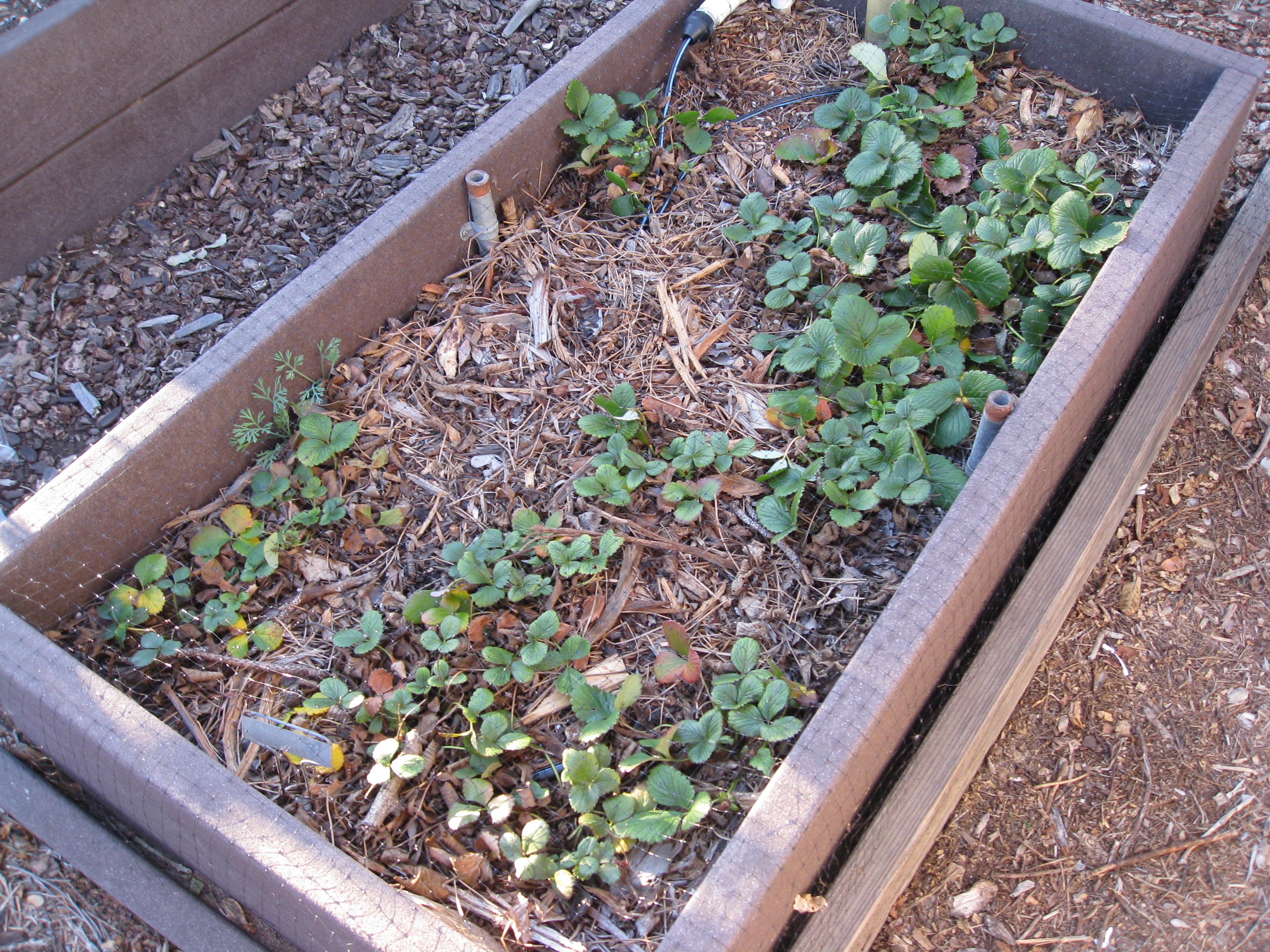 Our old strawberry patch was still growing, but not as happy as it should be. 