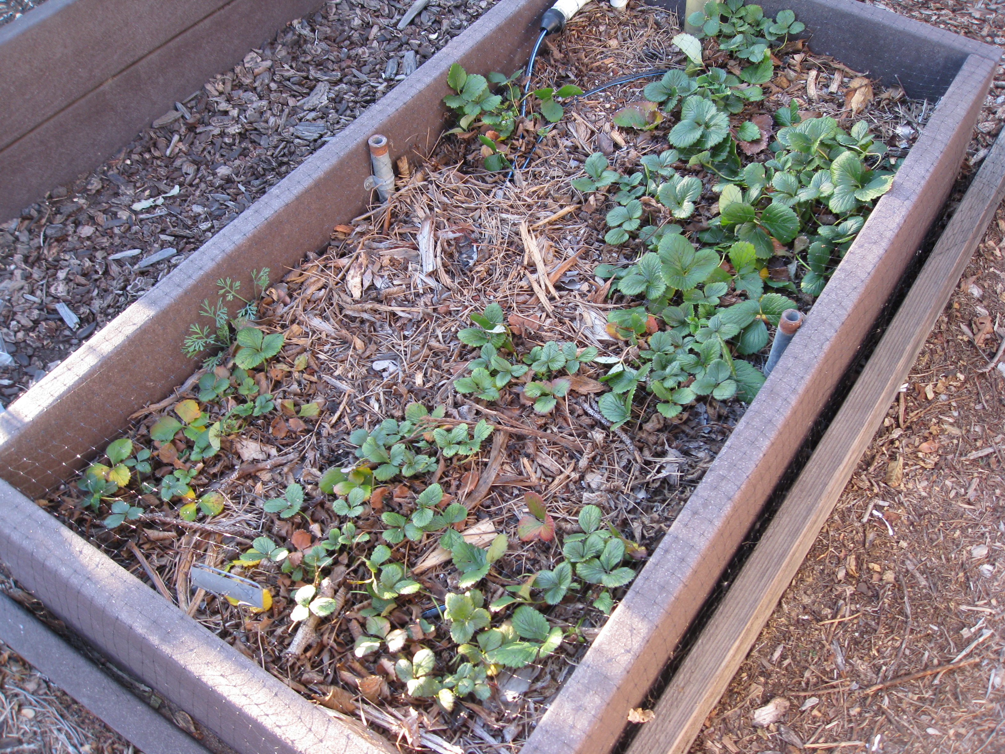 Planting Bare Root Strawberries - Gardenerd