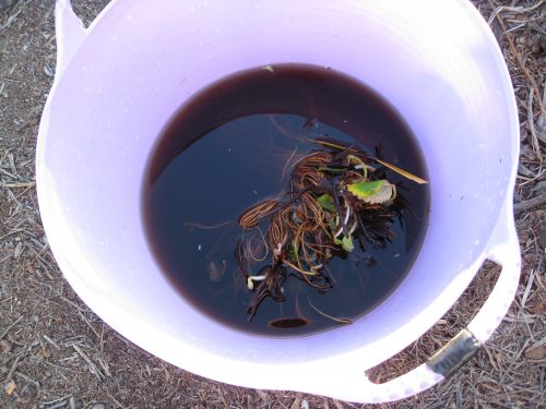 Read more about the article Ask Gardenerd: How to Use Kelp Emulsion?