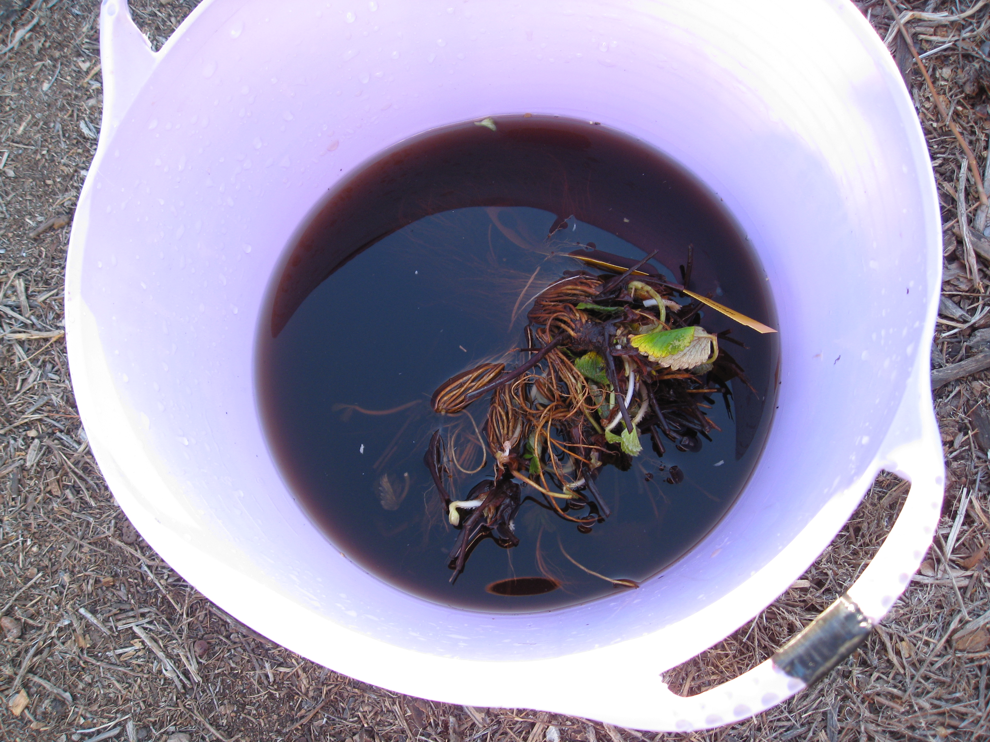 We soaked our plants in kelp emulsion for a few minutes to hydrate and feed. 