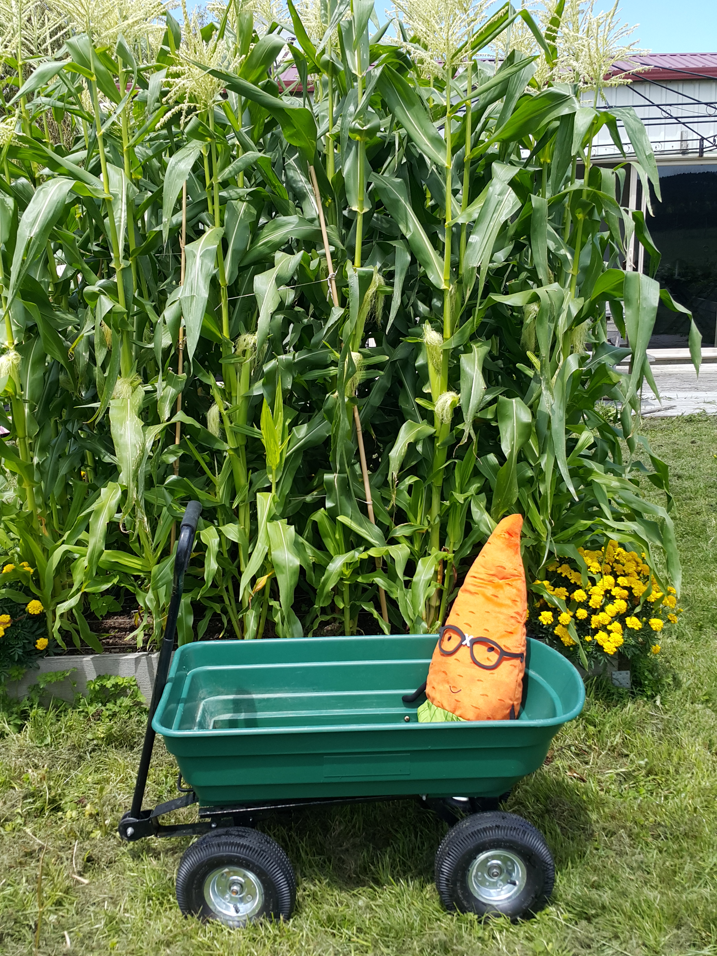 Sarah took Mr. Nerd for a spin around the corn patch. 