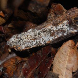 Fungal Wood Pile for Compost