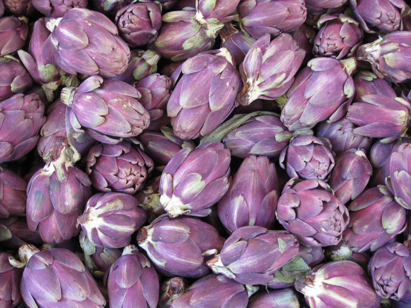 Growing Artichokes From Seed Gardenerd