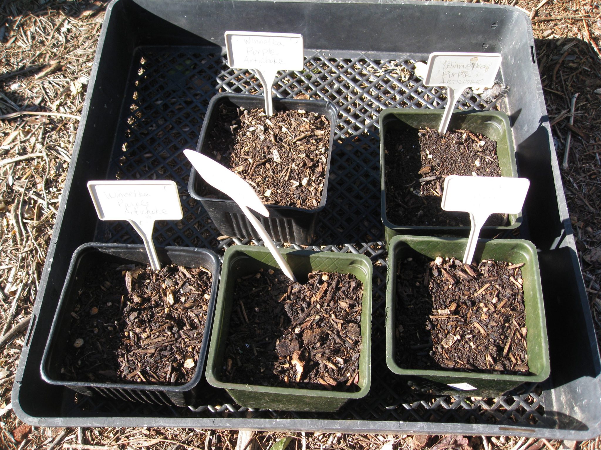 Growing Artichokes From Seed Gardenerd