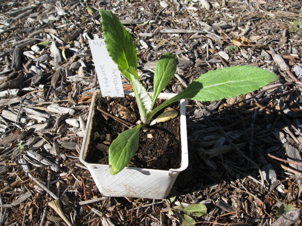 Growing Artichokes From Seed Gardenerd