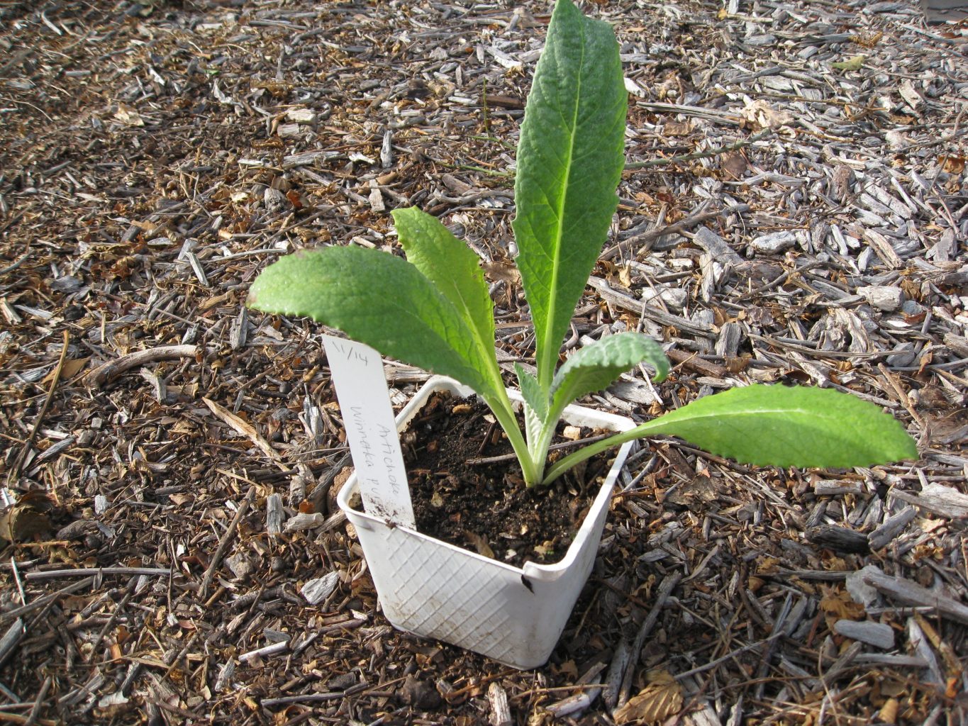 Growing Artichokes From Seed Gardenerd