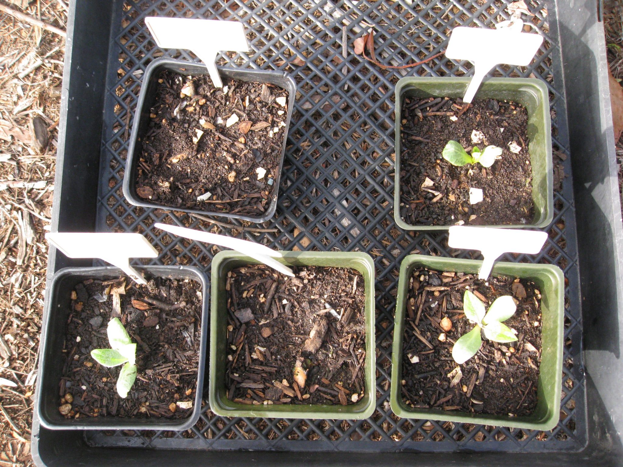 organic artichoke seedlings