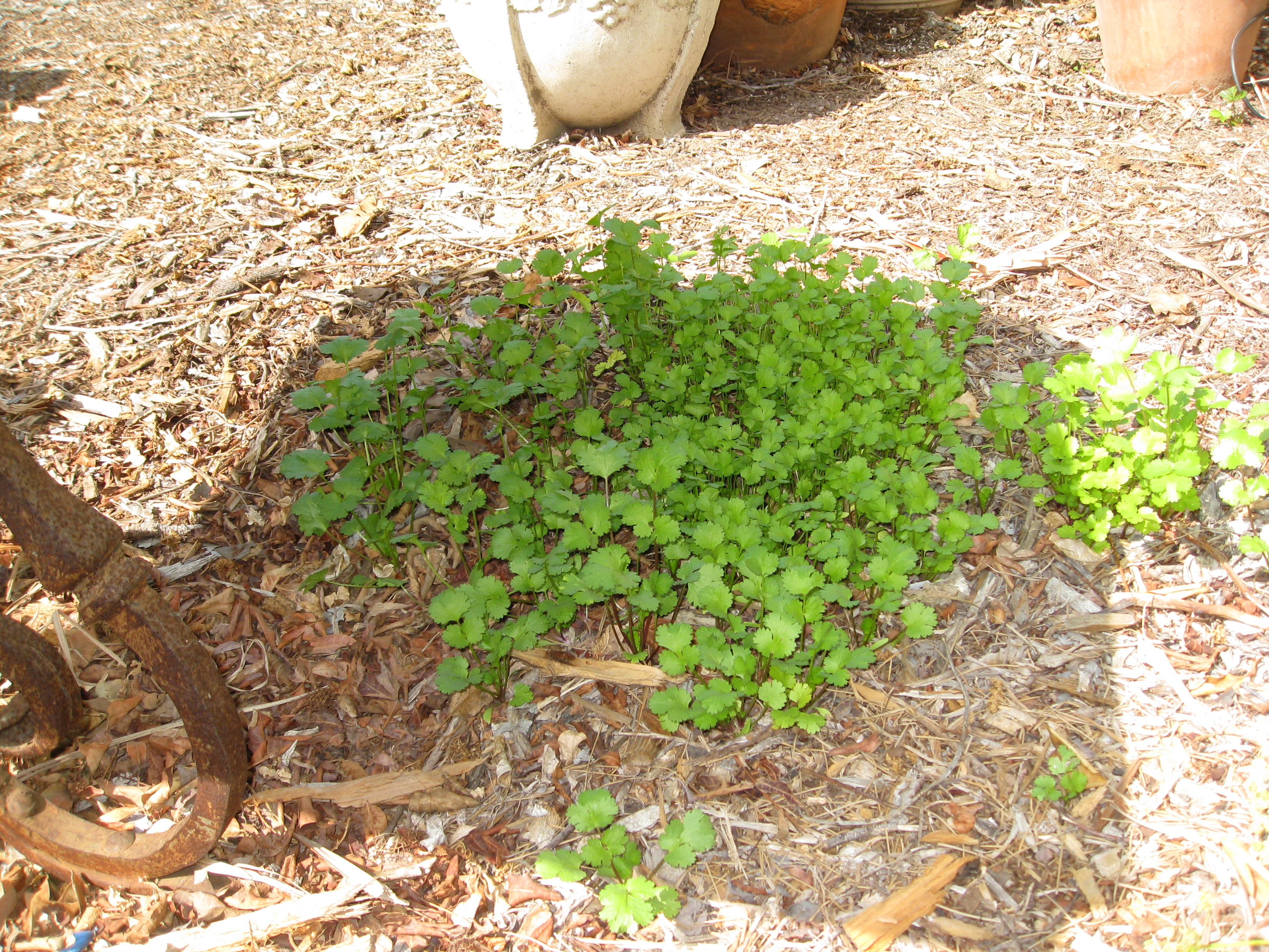 Volunteer cilantro shoots up in the shade under a table. Perfect for our hot summers. 