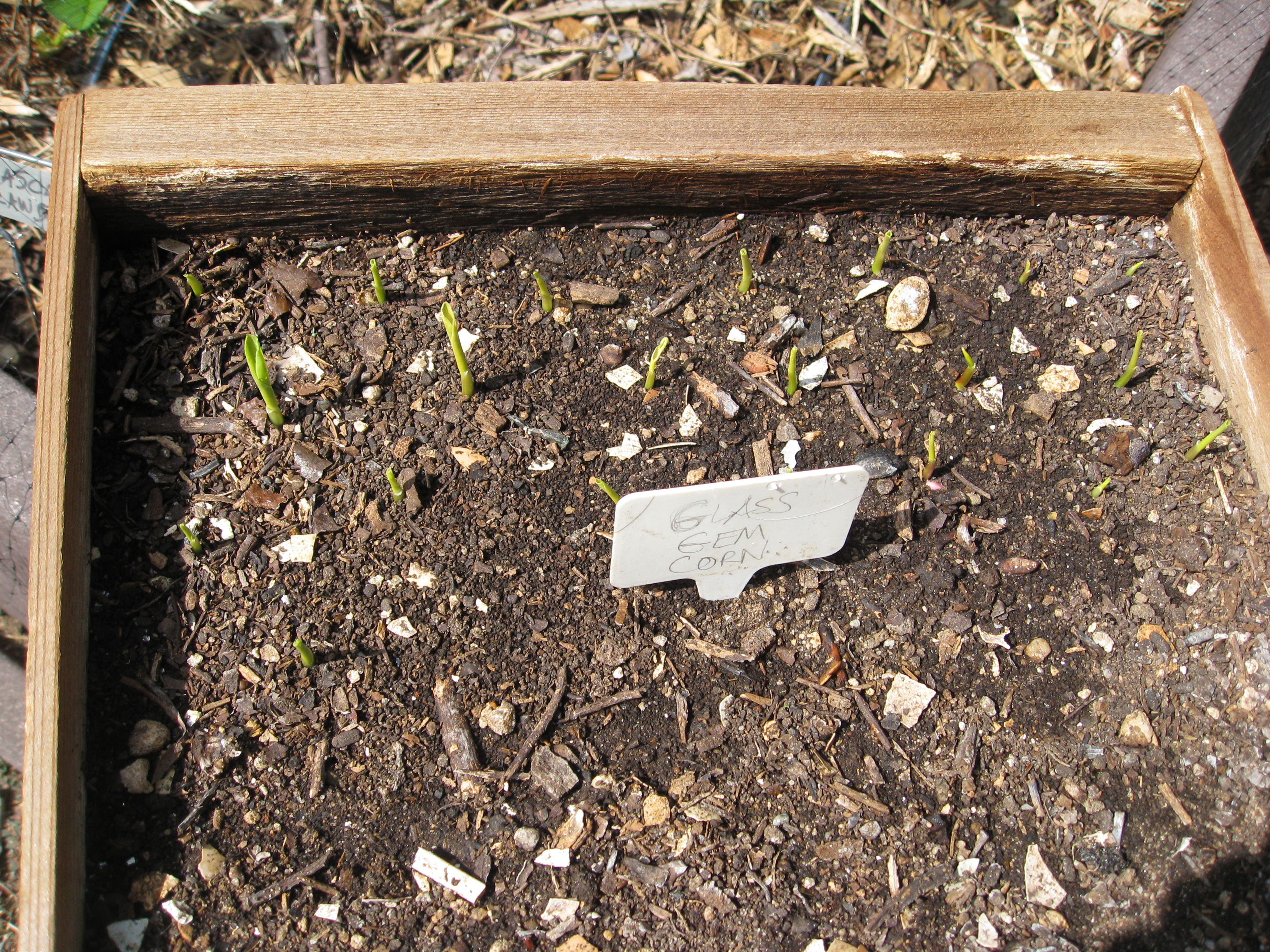 Starting popcorn seeds in flats out in the sun. All 21 seeds sprouted.