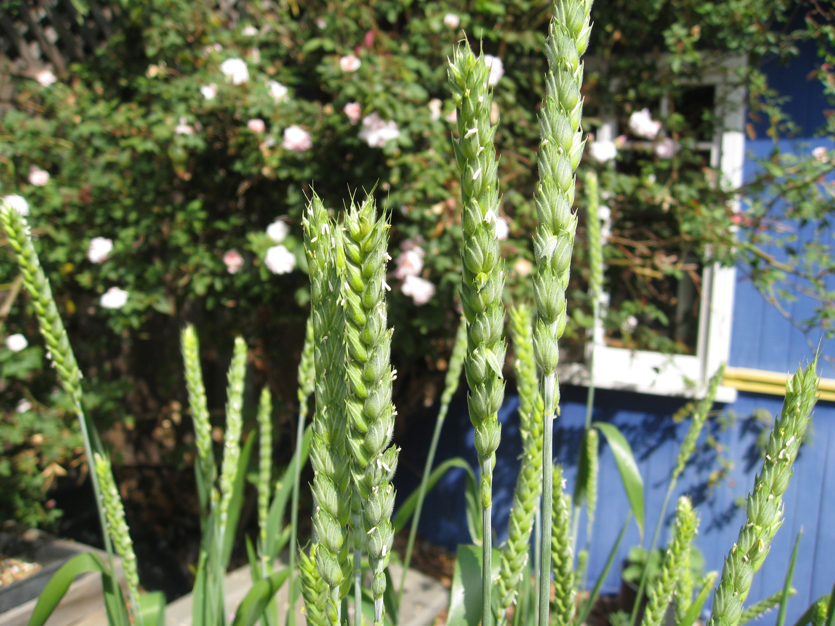 White Sonora wheat rises up for pollination.