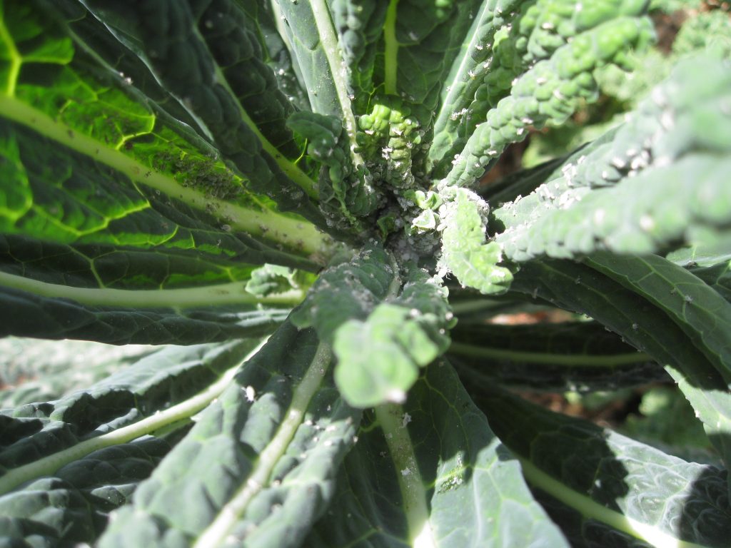 Aphids on kale plants in late February