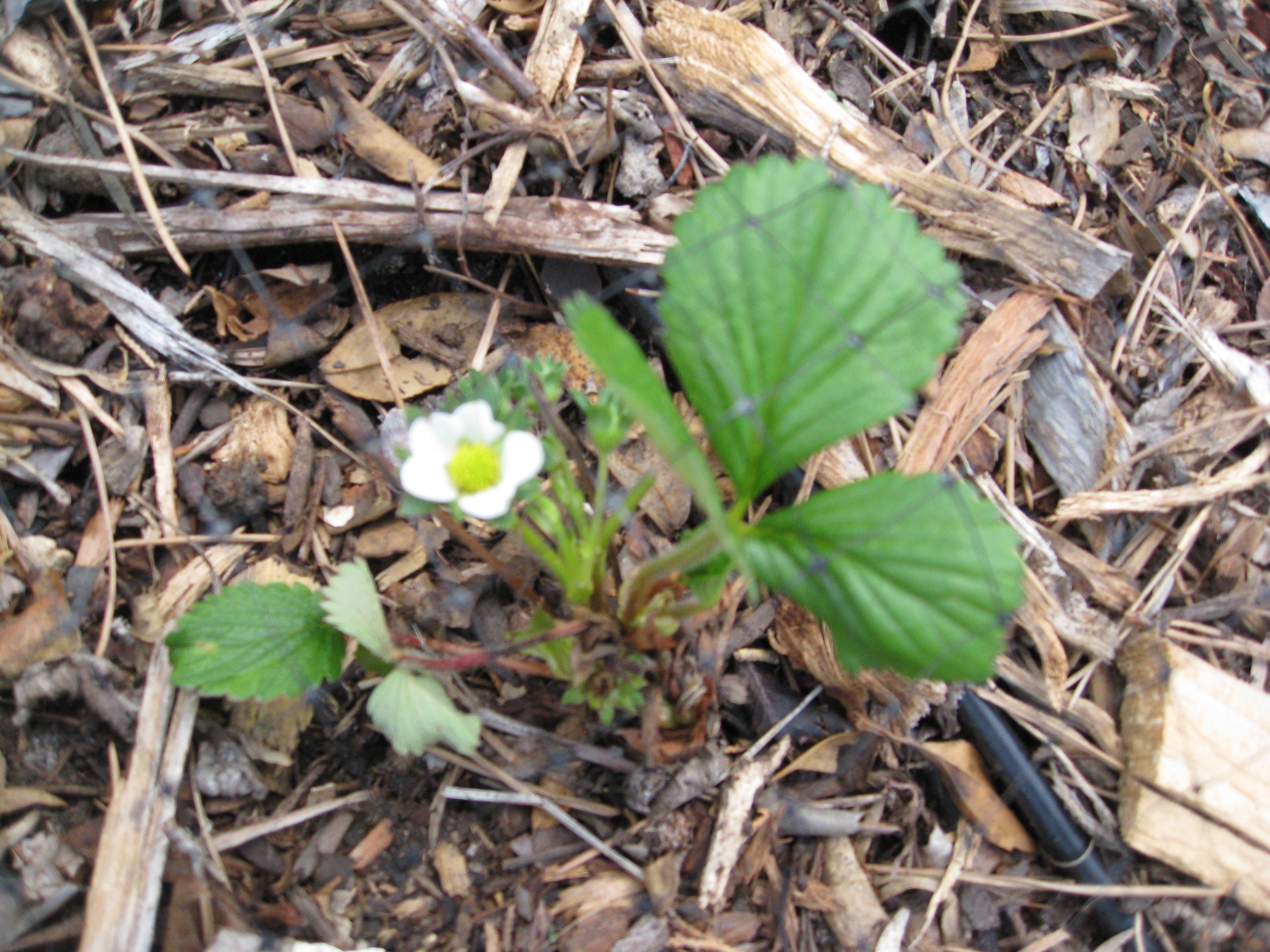 Newly planted strawberry crowns attempt to flower, but we'll pull all flowers for the next month. 